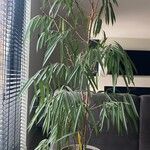 Ficus spp. Deilen