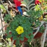 Oxalis megalorrhiza Hoja