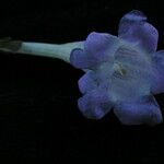 Strobilanthes pentastemonoides Кветка