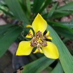 Trimezia martinicensis 花