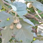 Solanum crinitum Vrucht