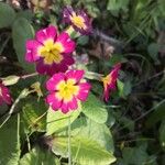 Primula vulgarisFlower