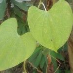 Dioscorea polygonoides 叶