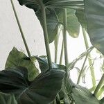 Colocasia esculenta Blatt