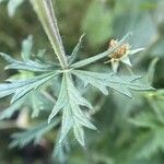 Potentilla argentea Лист