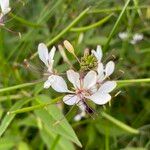 Cleome serrata