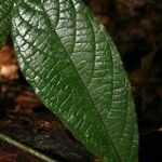 Cordia nodosa Blatt