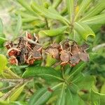 Pittosporum undulatum Fruit