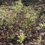 Sorbaria sorbifolia Libunga