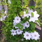 Clematis florida Kvet