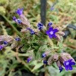 Anchusa officinalis Other