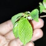 Ulmus minor Leaf