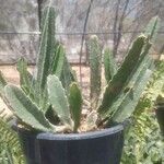 Stapelia gigantea Blad