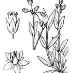 Holosteum umbellatum Інше