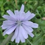 Cichorium endiviaFlower