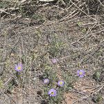 Machaeranthera tanacetifolia Elinympäristö