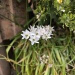 Allium trifoliatum Flower