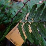 Polystichum rigens Leaf