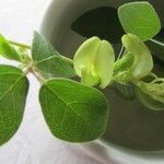 Macrotyloma axillare Floro