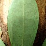 Erythroxylum novocaledonicum Leaf