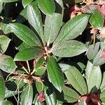 Rhododendron degronianum Blatt