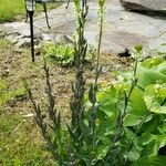 Turritis glabra Hábito