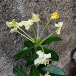 Brunfelsia americana Fleur