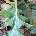 Carlina acanthifolia Leaf