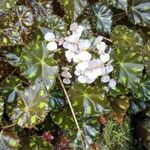 Begonia hydrocotylifolia 花