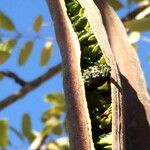 Cassia abbreviata Fruit