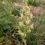 Reseda phyteumaFlower