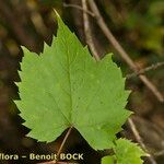 Vitis riparia x Vitis rupestris Leaf