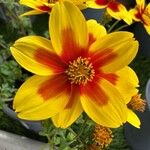 Bidens triplinervia Flor
