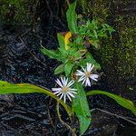 Ampelaster carolinianusHabitus