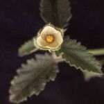 Rhynchosida physocalyx 整株植物