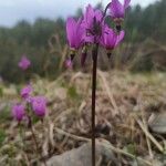 Primula paucifloraFloro