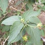 Lantana viburnoides Blad