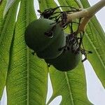 Jatropha multifida Vrucht