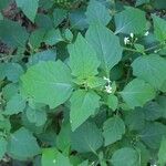 Solanum nigrumFulla