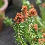 Erica manipuliflora Цвят