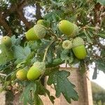 Quercus robur Mbuma