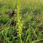 Habenaria helicoplectrum Habitus