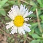 Bellis sylvestris Blüte