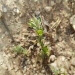 Helianthemum ledifolium Leaf