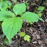 Collinsonia canadensis Hoja