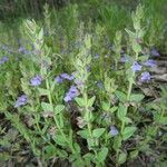 Scutellaria parvula Habit