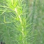 Eupatorium capillifolium Blatt