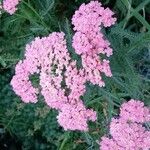 Achillea distans Цвят