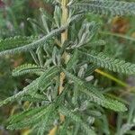 Lavandula dentata Leaf