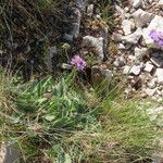 Scabiosa vestita 整株植物